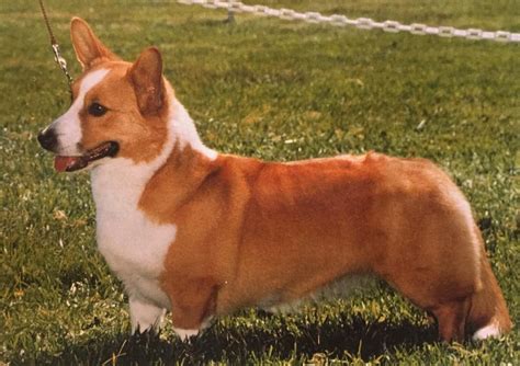 Colors of the Cardigan Welsh Corgi – The Cardigan Welsh Corgi Club of America