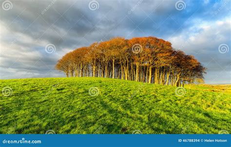 Small Copse of Trees on a Hill Stock Photo - Image of landscape, british: 46788394