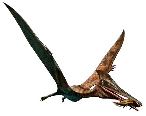 Pteranodon | PrehistoricPokemon Wiki | Fandom