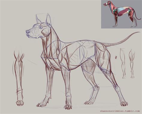 Scribbles. | Dog anatomy, Animal sketches, Animal drawings