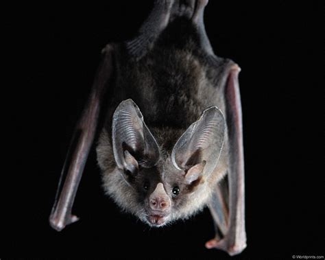 EVERYTHING YOU WANTED TO KNOW ABOUT BATS, BUT ARE TOO AFRAID TO ASK!