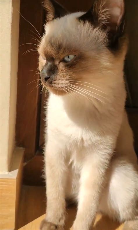 Angry and serious Alpha The Siamese Cat | Siamese cats, Cats, Siamese