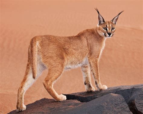 Caracal vs Serval - Bestiary