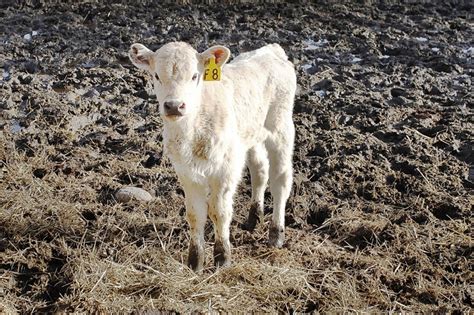 Calving season | Photo Gallery | dailyrecordnews.com