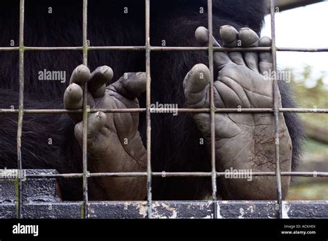 Chimpanzee Feet Stock Photo - Alamy