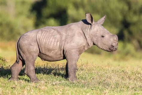 10 Adorable Baby Rhino Facts You Didn't Know