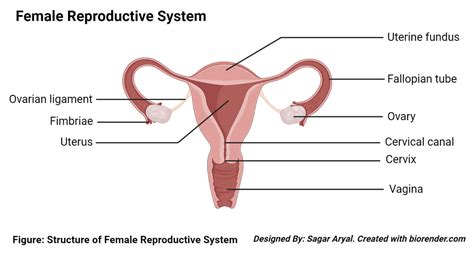 Cervical Cancer Screening: Have You Done It And Why It Is Important