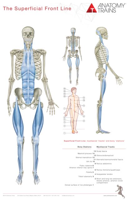 Anatomy Trains 4th Edition Book & Posters - Thomas W. Myers