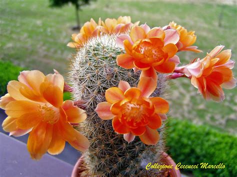 Rebutia fiebrigii var.kieslingii