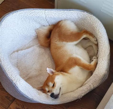 15 Funny Pictures Of Sleeping Shiba Inus - ilovedogscute.com