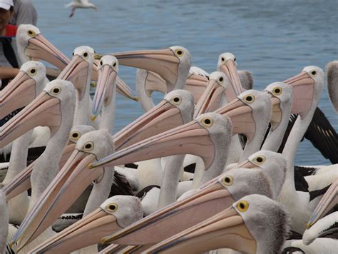 Pelican Feeding | NSW Holidays & Accommodation, Things to Do ...