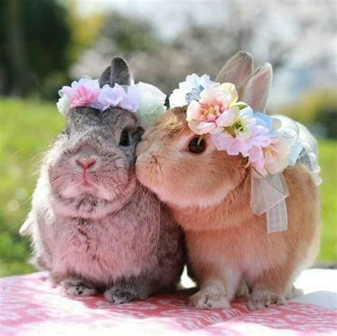 bunnies are adorable! - aww | Cute bunny pictures, Cute baby bunnies, Baby animals super cute