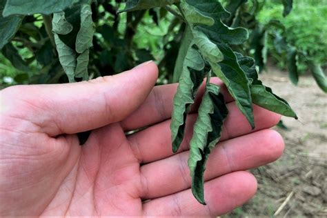 Tomato Plant Leaves Turning Brown and Curling – DerivBinary.com