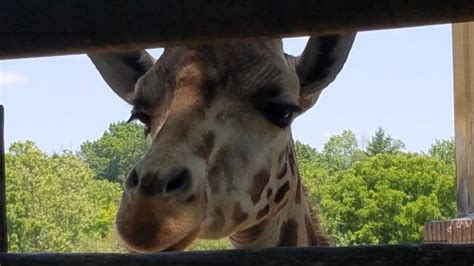 Dickerson Park Zoo (Springfield, MO): Top Tips Before You Go - TripAdvisor