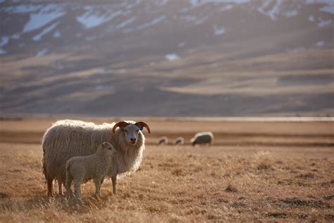 Everything You Need to Know About the Icelandic Sheep - Hey Iceland ...