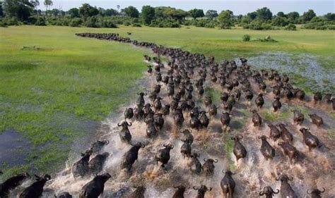 25 Stunning Moments of Animal Migration