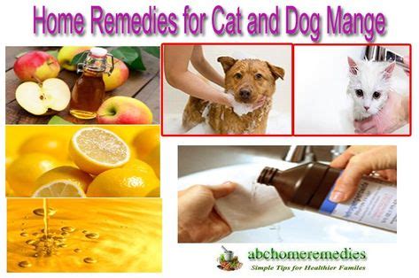 Home Remedies for Cat and Dog Mange | Dog mange, Home remedies, Mange ...