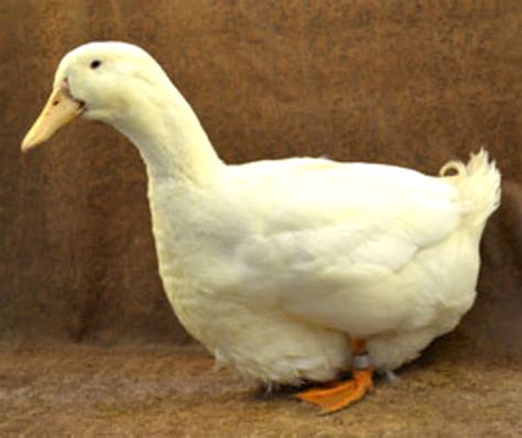 Aylesbury Duck: Origin, Characteristics, Uses