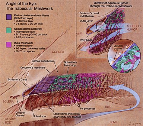 Trabecular Meshwork Anatomy - Map Of Body