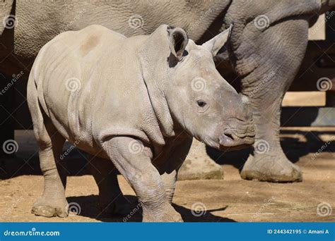 A Baby White Rhinoceros Born in a British Zoo in 2022 Stock Image ...