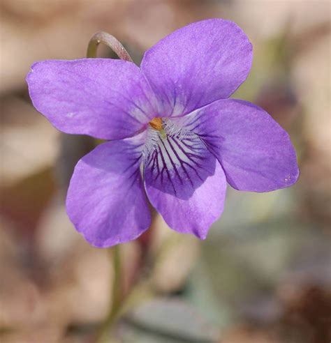 Arriba 100+ Imagen Cual Es Mi Flor De Nacimiento Actualizar