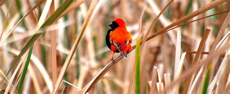 Famous Birds of South Africa | Birding in Africa | Iconic Bird Species