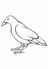 Coloring Pages  Crow Free Printable Animals sketch template