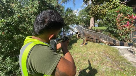 PCP Break-Barrel Air Rifle iguana Hunting! Florida iguana Removal - YouTube