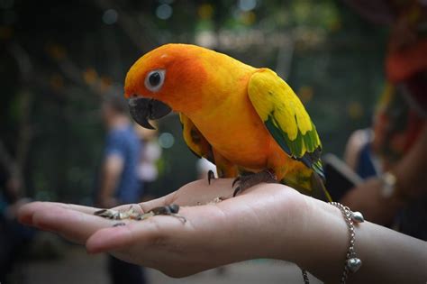 The 8 Most Popular Pet Birds - Smart Phone Magazine