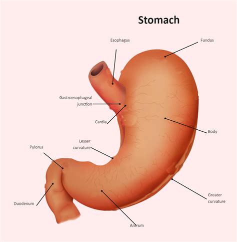 Stomach Diagram Labeled | EdrawMax Template