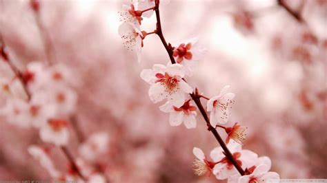 Red Cherry Blossom Wallpapers - Top Free Red Cherry Blossom Backgrounds ...