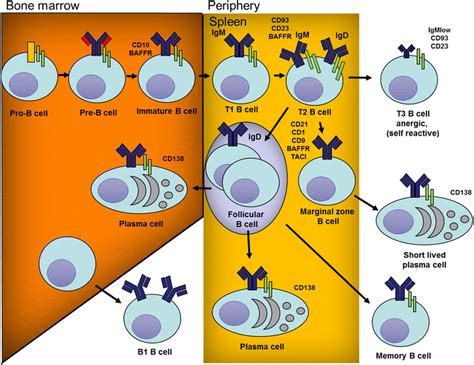 Pathways of B cell development and differentiation. B cells are ...