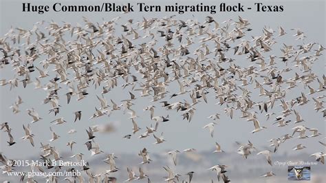 20 thousands Common Tern migrating flock – Texas - YouTube