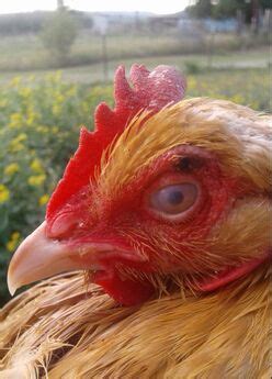 Marek's Disease in Chickens Symptoms & Treatments