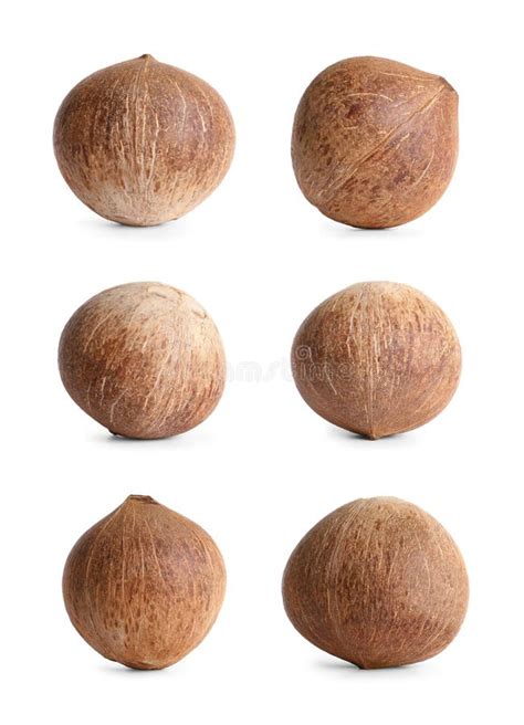 Set of Whole Brown Coconuts Isolated Stock Image - Image of object ...