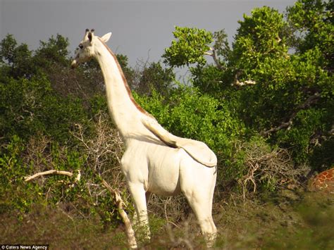 Rare 'albino' giraffe with no markings on its hide is spotted grazing in Kenya | Daily Mail Online