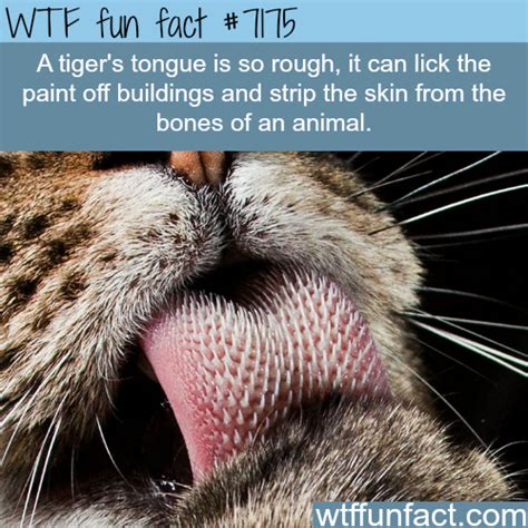 17 Fun Facts About Animals That Might Surprise You Wtf Fun Facts, True Facts, Funny Facts ...