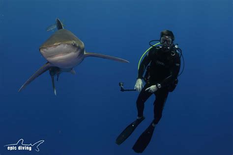 Bahamas Shark Tourism Survey - Epic Diving