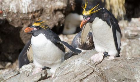 Macaroni Penguin - Facts, Diet & Habitat Information