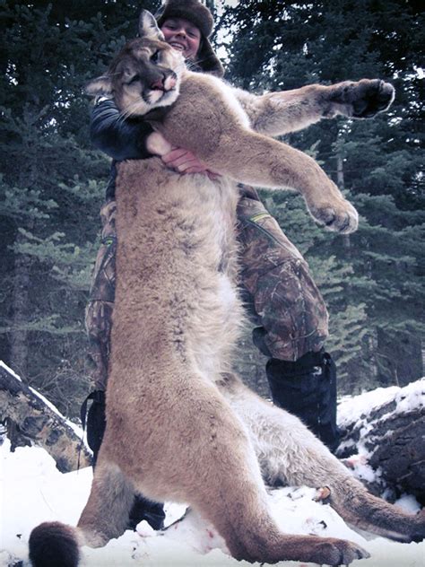 Cougar Hunting Alberta Canada - Guaranteed Tags Trophy Hunts