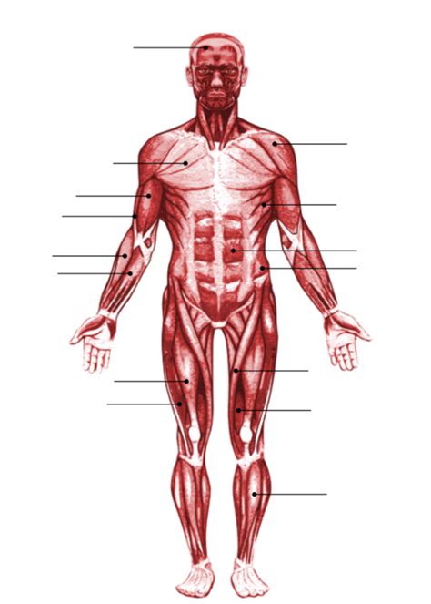 Anterior Anatomy Man 2 Diagram | Quizlet