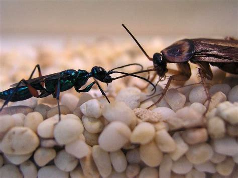 Absurd Creature of the Week: The Wasp That Enslaves Cockroaches With a Sting to the Brain | WIRED