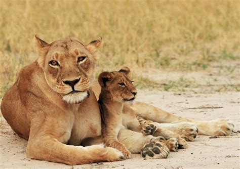 Lioness & cub | paulafrenchp | Flickr