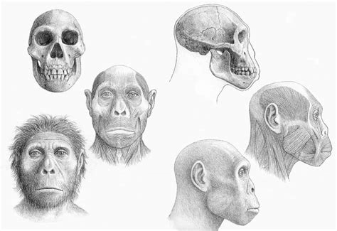 Sequential reconstruction of the head of Homo ergaster from Dmanisi ...