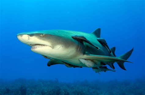 Real Monstrosities: Remora