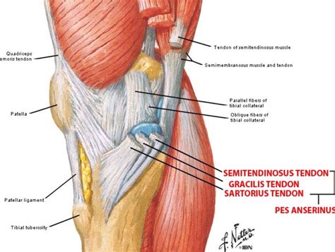 Medial view of the knee | Pes anserinus, Bursitis, Anatomy of the knee