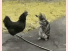 Slap Cat GIFs | Tenor