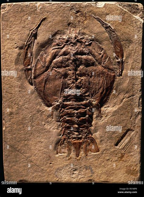 Cycleryon propinquus fossils, Crustacea, Late Jurassic Stock Photo - Alamy