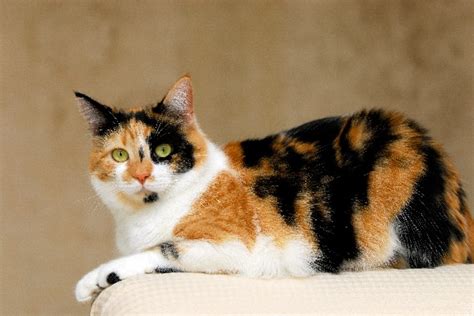 8 Questions About Calico Cats — Answered - Catster