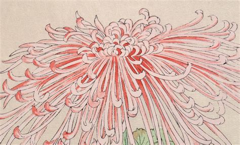 Kiku (Chrysanthemum) - Yuichi Osuga - SAKURA FINE ART